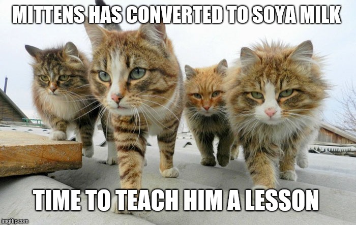 Cat gang | MITTENS HAS CONVERTED TO SOYA MILK TIME TO TEACH HIM A LESSON | image tagged in cat gang | made w/ Imgflip meme maker