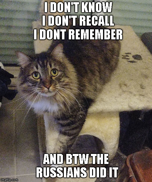 Guilty cat | I DON'T KNOW  I DON'T RECALL  I DONT REMEMBER AND BTW THE RUSSIANS DID IT | image tagged in guilty cat | made w/ Imgflip meme maker