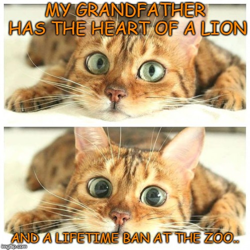 Grandfather | MY GRANDFATHER HAS THE HEART OF A LION; AND A LIFETIME BAN AT THE ZOO.. | image tagged in cats,cat,cat meme,funny cat memes,memes,funny memes | made w/ Imgflip meme maker