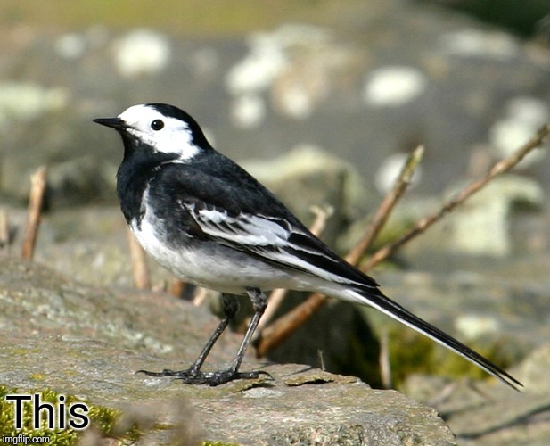 Savage Pied Wagtail | This | image tagged in savage pied wagtail | made w/ Imgflip meme maker
