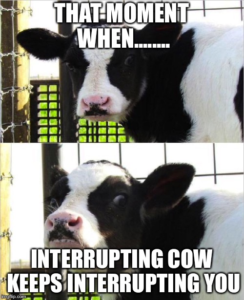 cows | THAT MOMENT WHEN........ INTERRUPTING COW KEEPS INTERRUPTING YOU | image tagged in cows | made w/ Imgflip meme maker