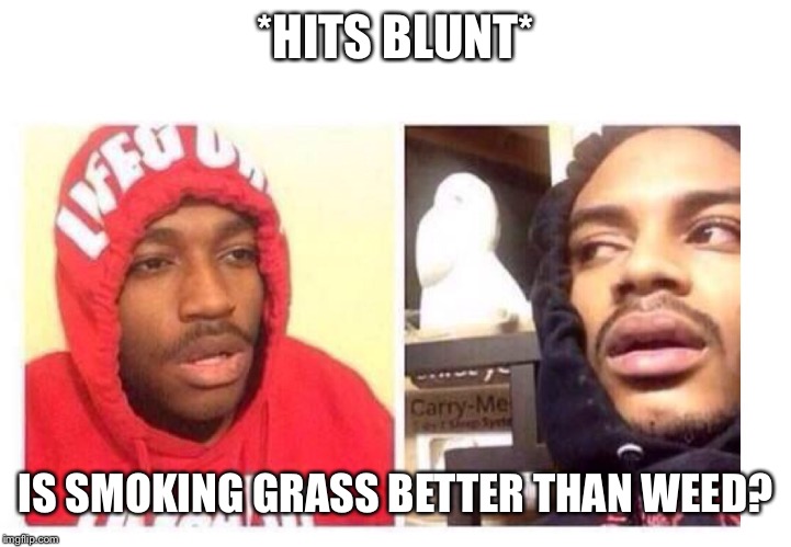 I don’t smoke. Someone answer this lol | *HITS BLUNT*; IS SMOKING GRASS BETTER THAN WEED? | image tagged in hits blunt,weed,memes,high | made w/ Imgflip meme maker
