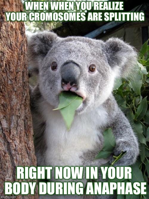Surprised Koala | WHEN WHEN YOU REALIZE YOUR CROMOSOMES ARE SPLITTING; RIGHT NOW IN YOUR BODY DURING ANAPHASE | image tagged in memes,surprised koala | made w/ Imgflip meme maker
