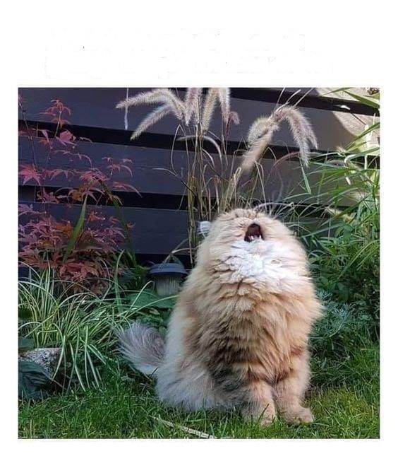 High Quality Cat Cry Blank Meme Template