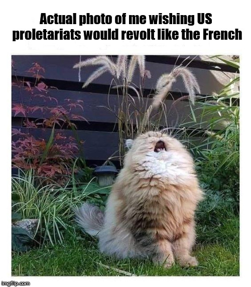 Cat Cry | Actual photo of me wishing US proletariats would revolt like the French | image tagged in cat cry | made w/ Imgflip meme maker