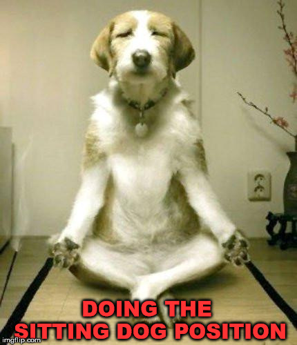 Yoga dog |  DOING THE SITTING DOG POSITION | image tagged in yoga dog,funny dogs,yoga | made w/ Imgflip meme maker