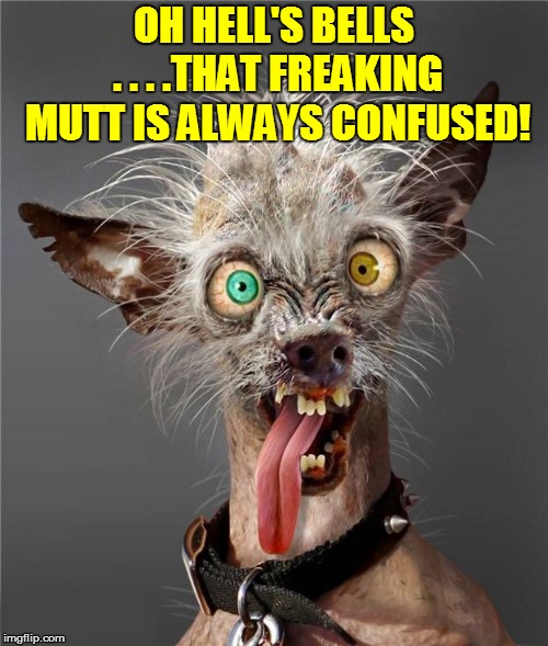 OH HELL'S BELLS . . . .THAT FREAKING MUTT IS ALWAYS CONFUSED! | made w/ Imgflip meme maker