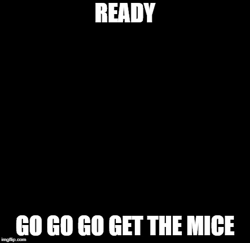 War Cat | READY; GO GO GO GET THE MICE | image tagged in war cat | made w/ Imgflip meme maker