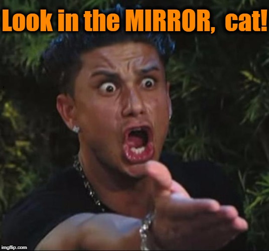 for crying out loud | Look in the MIRROR,  cat! | image tagged in for crying out loud | made w/ Imgflip meme maker