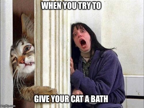 WHEN YOU TRY TO; GIVE YOUR CAT A BATH | image tagged in cat,angry cat,bath time,crazy cat,feline,washing pet | made w/ Imgflip meme maker
