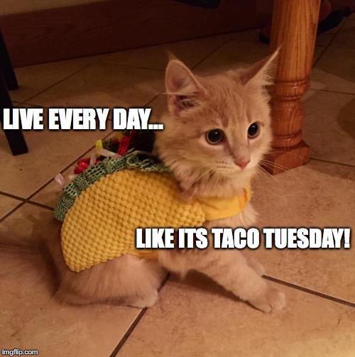 Image Tagged In Tacocat Imgflip 