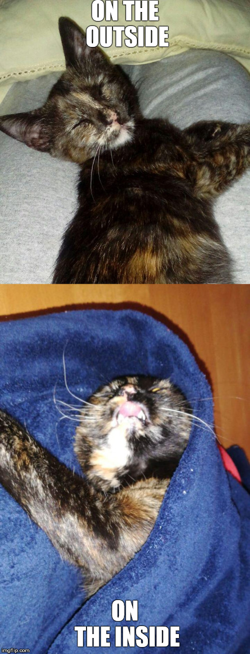 Tortie kitten meme | ON THE OUTSIDE; ON THE INSIDE | image tagged in funny cat memes,kitten | made w/ Imgflip meme maker