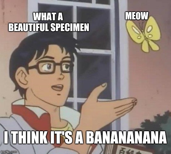 Is This A Pigeon Meme | WHAT A BEAUTIFUL SPECIMEN; MEOW; I THINK IT'S A BANANANANA | image tagged in memes,is this a pigeon | made w/ Imgflip meme maker