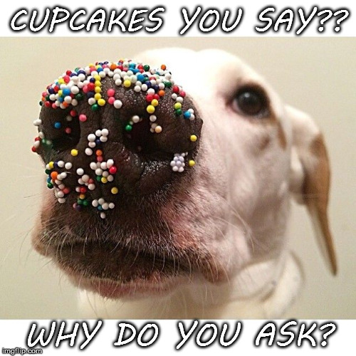 Deduction My Dear Fido | CUPCAKES YOU SAY?? WHY DO YOU ASK? | image tagged in sprinkles,cupcakes,dog,nose,bad boi | made w/ Imgflip meme maker