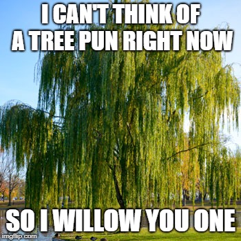 Willow tree | I CAN'T THINK OF A TREE PUN RIGHT NOW; SO I WILLOW YOU ONE | image tagged in willow tree | made w/ Imgflip meme maker