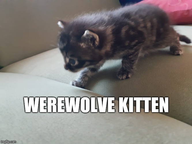 Flauschi makes his first moves | WEREWOLVE KITTEN | image tagged in funny cats,werewolf | made w/ Imgflip meme maker