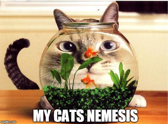 MY CATS NEMESIS | image tagged in meow | made w/ Imgflip meme maker