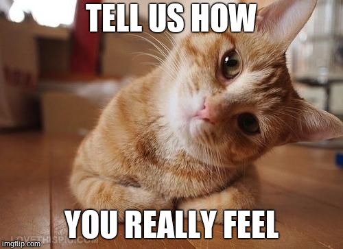 Curious Question Cat | TELL US HOW YOU REALLY FEEL | image tagged in curious question cat | made w/ Imgflip meme maker