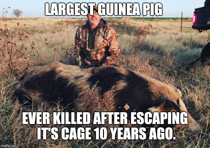 What happens to guinea pigs after escaping | LARGEST GUINEA PIG; EVER KILLED AFTER ESCAPING IT'S CAGE 10 YEARS AGO. | image tagged in funny memes | made w/ Imgflip meme maker