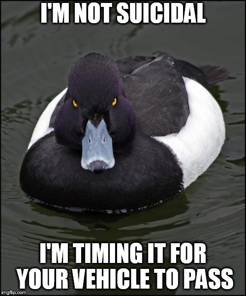 hi res angry advice mallard | I'M NOT SUICIDAL; I'M TIMING IT FOR YOUR VEHICLE TO PASS | image tagged in hi res angry advice mallard,USPS | made w/ Imgflip meme maker