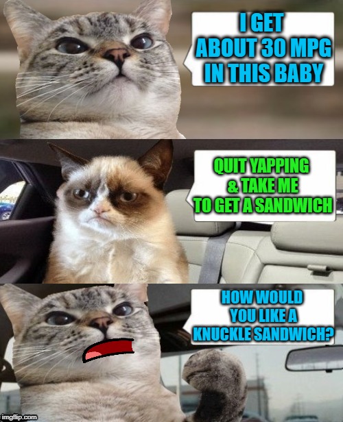 Cat Cab | I GET ABOUT 30 MPG IN THIS BABY; QUIT YAPPING & TAKE ME TO GET A SANDWICH; HOW WOULD YOU LIKE A KNUCKLE SANDWICH? | image tagged in funny memes,cats,cat,driving,cat meme | made w/ Imgflip meme maker