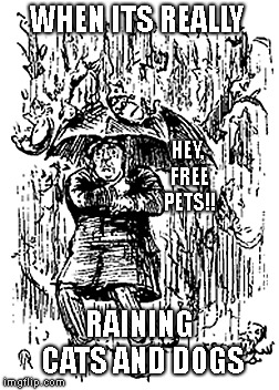 What's on my umbrella? | WHEN ITS REALLY; HEY, FREE PETS!! RAINING CATS AND DOGS | image tagged in raining,cats,dogs,water,pets | made w/ Imgflip meme maker