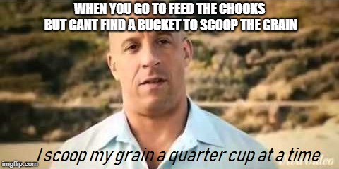 I Scoop my Grain a Quarter Cup at a Time | WHEN YOU GO TO FEED THE CHOOKS BUT CANT FIND A BUCKET TO SCOOP THE GRAIN | image tagged in fast and furious,i live my life a quarter mile at a time,kigaming,vin diesel,i scoop my grain a quarter cup at a time | made w/ Imgflip meme maker