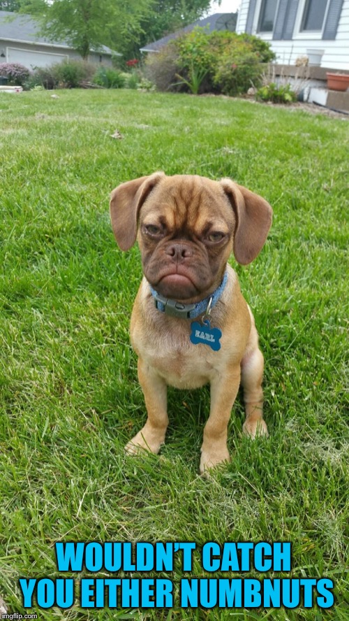 Earl The Grumpy Dog | WOULDN’T CATCH YOU EITHER NUMBNUTS | image tagged in earl the grumpy dog | made w/ Imgflip meme maker