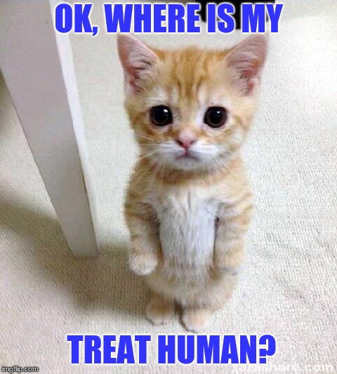 Cute Cat Meme | OK, WHERE IS MY; TREAT HUMAN? | image tagged in memes,cute cat | made w/ Imgflip meme maker