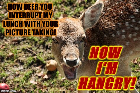 HOW DEER YOU INTERRUPT MY LUNCH WITH YOUR PICTURE TAKING! NOW I'M HANGRY! | made w/ Imgflip meme maker