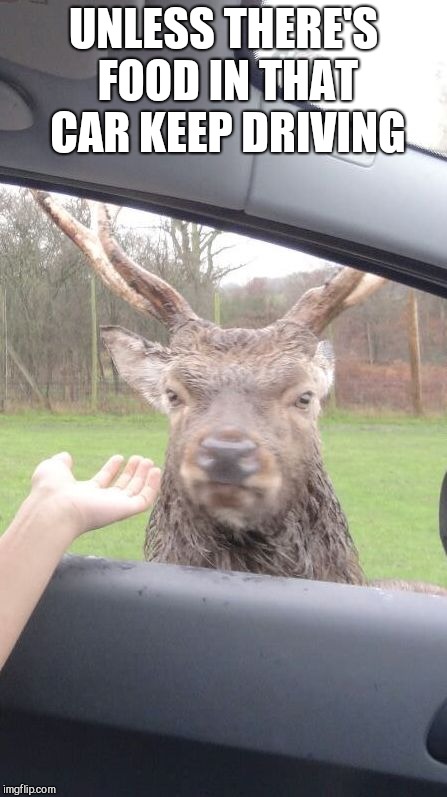 Angry Deer | UNLESS THERE'S FOOD IN THAT CAR KEEP DRIVING | image tagged in angry deer | made w/ Imgflip meme maker