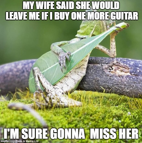 lizard guitar | MY WIFE SAID SHE WOULD LEAVE ME IF I BUY ONE MORE GUITAR; I'M SURE GONNA  MISS HER | image tagged in lizard guitar | made w/ Imgflip meme maker