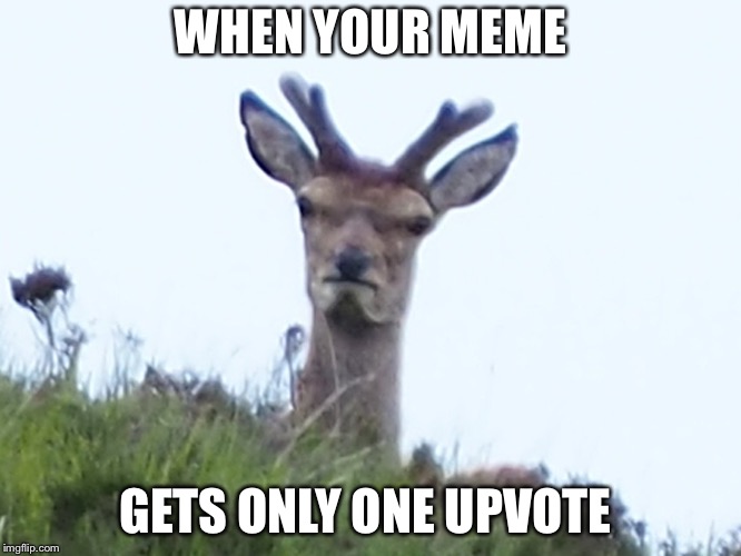 furious deer | WHEN YOUR MEME; GETS ONLY ONE UPVOTE | image tagged in furious deer | made w/ Imgflip meme maker