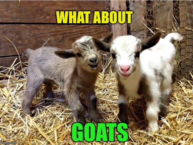 WHAT ABOUT GOATS | made w/ Imgflip meme maker