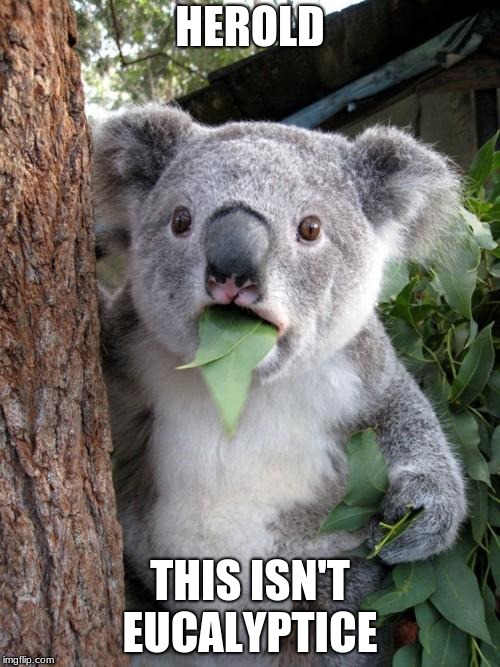 Surprised Koala Meme | HEROLD; THIS ISN'T EUCALYPTUS | image tagged in memes,surprised koala | made w/ Imgflip meme maker