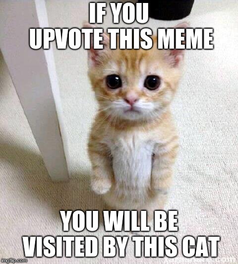 Cute Cat | IF YOU UPVOTE THIS MEME; YOU WILL BE VISITED BY THIS CAT | image tagged in memes,cute cat | made w/ Imgflip meme maker