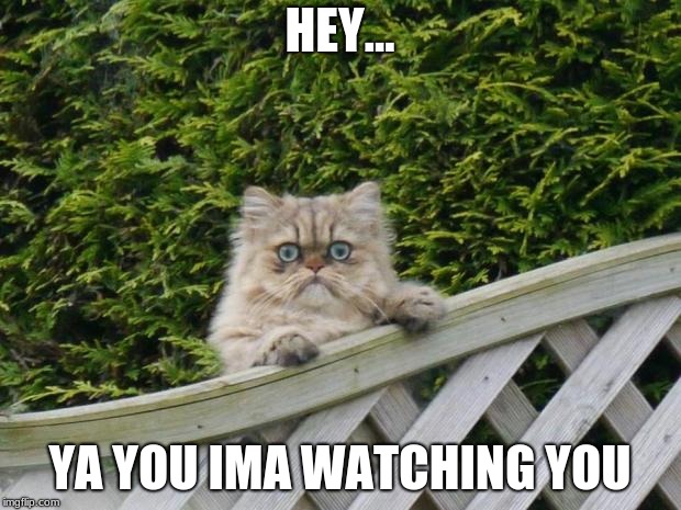 Weird cat | HEY... YA YOU IMA WATCHING YOU | image tagged in weird cat | made w/ Imgflip meme maker