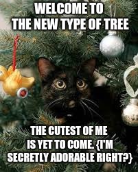 WELCOME TO THE NEW TYPE OF TREE; THE CUTEST OF ME IS YET TO COME. {I'M SECRETLY ADORABLE RIGHT?} | image tagged in cute cat | made w/ Imgflip meme maker