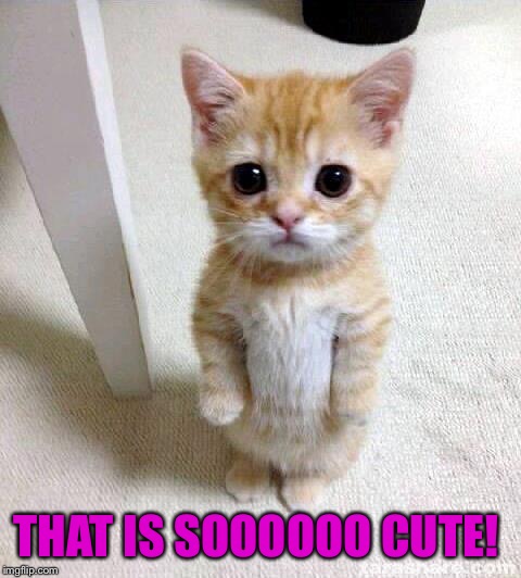 Cute Cat Meme | THAT IS SOOOOOO CUTE! | image tagged in memes,cute cat | made w/ Imgflip meme maker