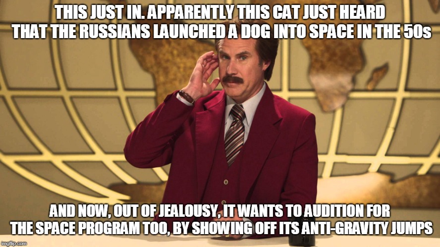 This Just In! | THIS JUST IN. APPARENTLY THIS CAT JUST HEARD THAT THE RUSSIANS LAUNCHED A DOG INTO SPACE IN THE 50s AND NOW, OUT OF JEALOUSY, IT WANTS TO AU | image tagged in this just in | made w/ Imgflip meme maker