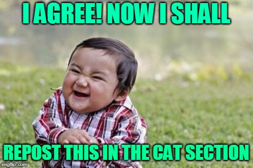 Evil Toddler Meme | I AGREE! NOW I SHALL REPOST THIS IN THE CAT SECTION | image tagged in memes,evil toddler | made w/ Imgflip meme maker