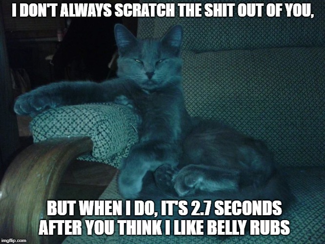 I DON'T ALWAYS SCRATCH THE SHIT OUT OF YOU, BUT WHEN I DO, IT'S 2.7 SECONDS AFTER YOU THINK I LIKE BELLY RUBS | image tagged in cat,cats,scratch,lol,memes | made w/ Imgflip meme maker