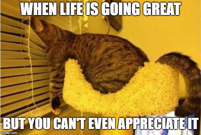 when you cant even be happy for yourself | WHEN LIFE IS GOING GREAT; BUT YOU CAN'T EVEN APPRECIATE IT | image tagged in memes,meme,cats,cat,annoyed,cant even | made w/ Imgflip meme maker