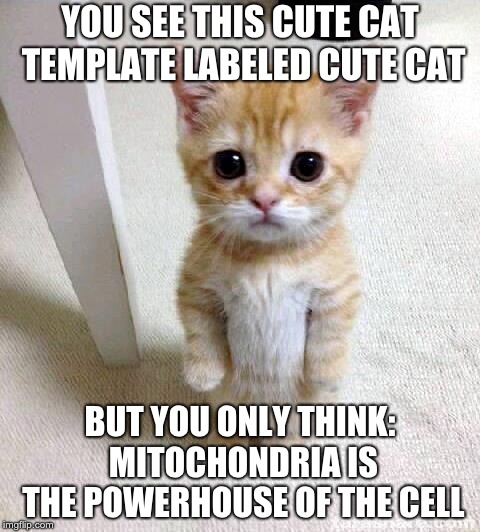 Cute Cat Meme | YOU SEE THIS CUTE CAT TEMPLATE LABELED CUTE CAT; BUT YOU ONLY THINK: MITOCHONDRIA IS THE POWERHOUSE OF THE CELL | image tagged in memes,cute cat | made w/ Imgflip meme maker