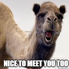 Camel | NICE TO MEET YOU TOO | image tagged in camel | made w/ Imgflip meme maker