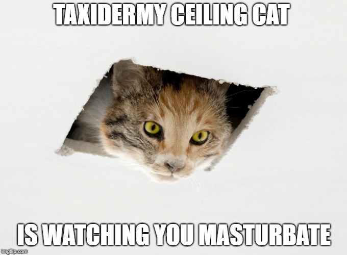 Taxidermy Ceiling Cat | TAXIDERMY CEILING CAT; IS WATCHING YOU MASTURBATE | image tagged in funny cat memes | made w/ Imgflip meme maker