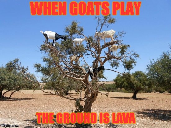 Now what? | WHEN GOATS PLAY; THE GROUND IS LAVA | image tagged in goats,the floor is lava | made w/ Imgflip meme maker