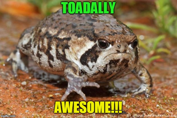 Grumpy Toad Meme | TOADALLY; AWESOME!!! | image tagged in memes,grumpy toad | made w/ Imgflip meme maker