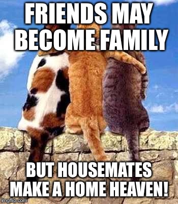 Cat friends | FRIENDS MAY BECOME FAMILY; BUT HOUSEMATES MAKE A HOME HEAVEN! | image tagged in cat friends | made w/ Imgflip meme maker