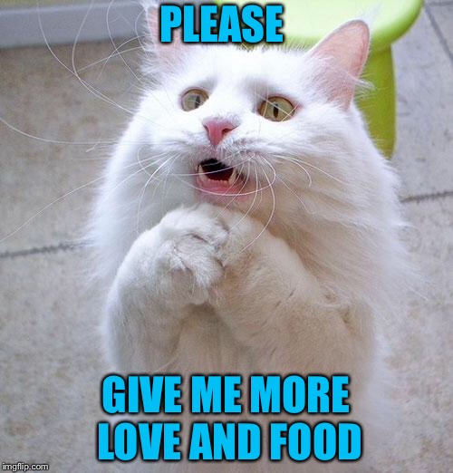 Begging Cat | PLEASE; GIVE ME MORE LOVE AND FOOD | image tagged in begging cat | made w/ Imgflip meme maker
